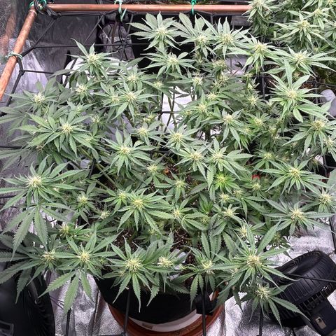 Bacio Gelato fast #3 5x5 SCROG growlog timeline photo