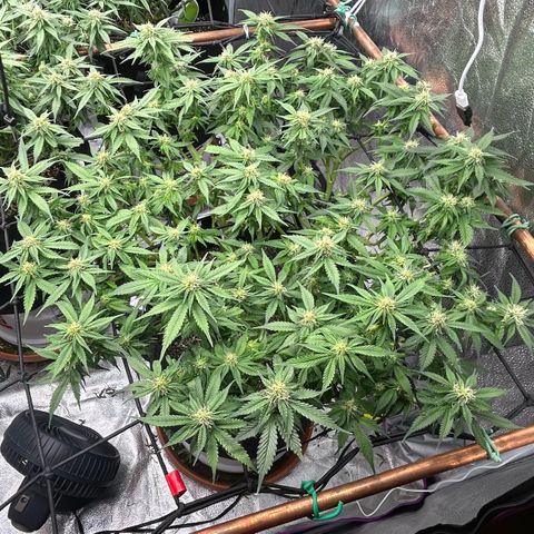 Shark Sherbet fast #4 5x5 SCROG growlog timeline photo