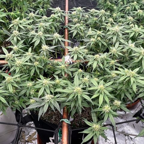 Shark Sherbet fast #5 5x5 SCROG growlog timeline photo