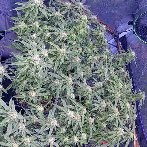Bacio Gelato fast #2 5x5 SCROG growlog timeline photo