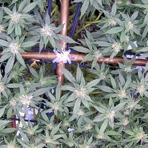 Shark Sherbet fast #5 5x5 SCROG growlog timeline photo