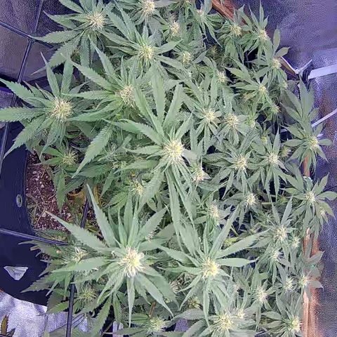 Bacio Gelato fast #3 5x5 SCROG growlog timeline photo