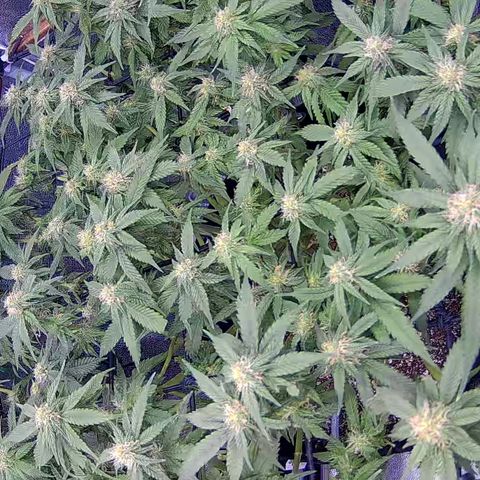 Shark Sherbet fast #4 5x5 SCROG growlog timeline photo