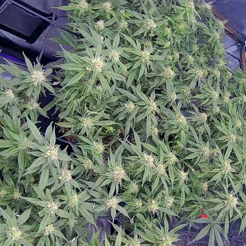 Bacio Gelato fast #2 5x5 SCROG growlog timeline photo