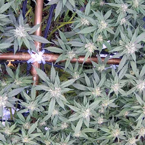 Shark Sherbet fast #5 5x5 SCROG growlog timeline photo
