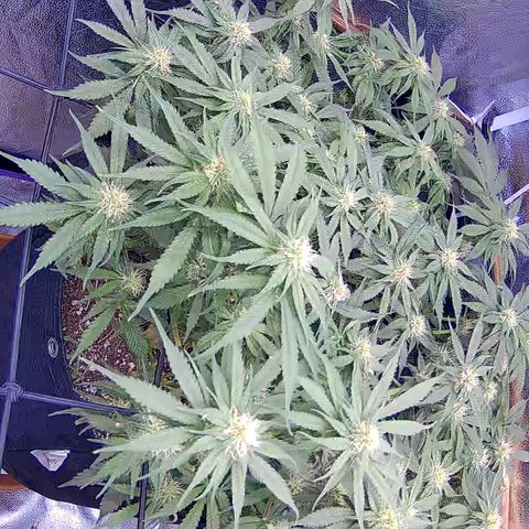 Bacio Gelato fast #3 5x5 SCROG growlog timeline photo