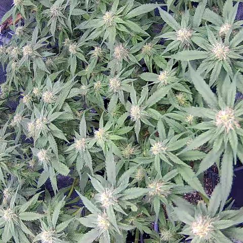 Shark Sherbet fast #4 5x5 SCROG growlog timeline photo