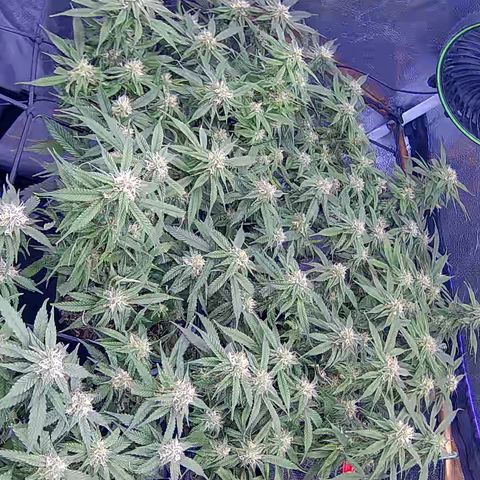 Bacio Gelato fast #2 5x5 SCROG growlog timeline photo