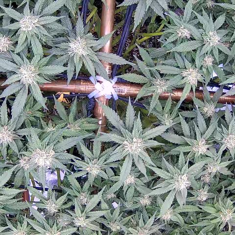 Shark Sherbet fast #5 5x5 SCROG growlog timeline photo