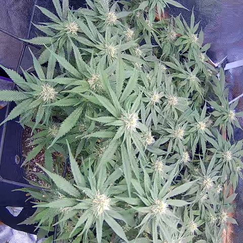 Bacio Gelato fast #3 5x5 SCROG growlog timeline photo