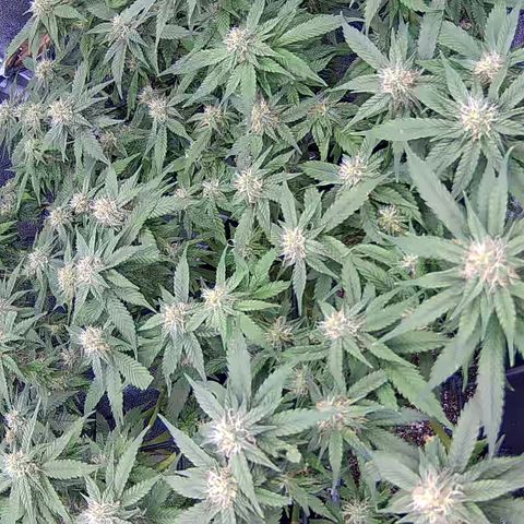 Shark Sherbet fast #4 5x5 SCROG growlog timeline photo