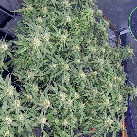 Bacio Gelato fast #2 5x5 SCROG growlog timeline photo