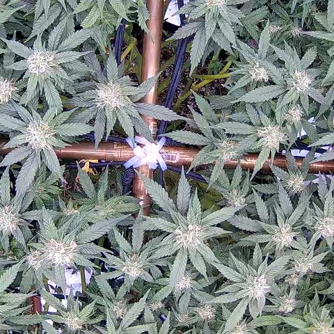 Shark Sherbet fast #5 5x5 SCROG growlog timeline photo