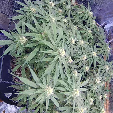 Bacio Gelato fast #3 5x5 SCROG growlog timeline photo