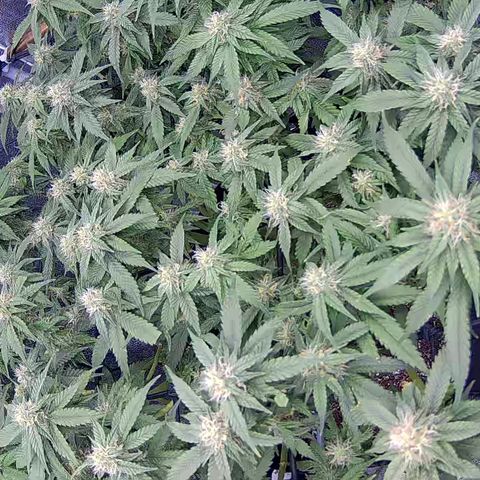 Shark Sherbet fast #4 5x5 SCROG growlog timeline photo