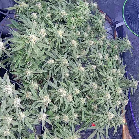 Bacio Gelato fast #2 5x5 SCROG growlog timeline photo