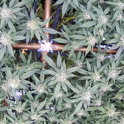 Shark Sherbet fast #5 5x5 SCROG growlog timeline photo