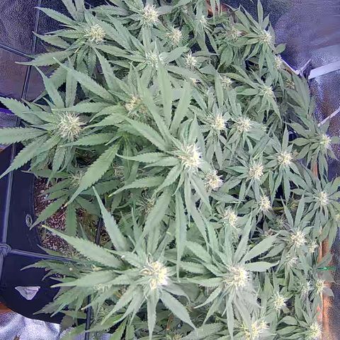 Bacio Gelato fast #3 5x5 SCROG growlog timeline photo