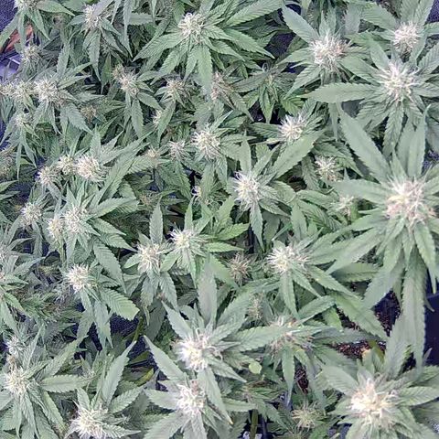 Shark Sherbet fast #4 5x5 SCROG growlog timeline photo