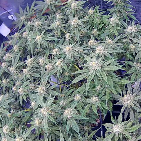 Bacio Gelato fast #2 5x5 SCROG growlog timeline photo