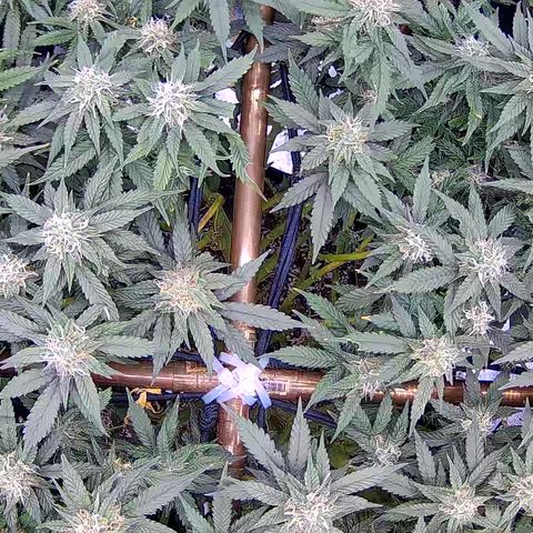 Shark Sherbet fast #5 5x5 SCROG growlog timeline photo