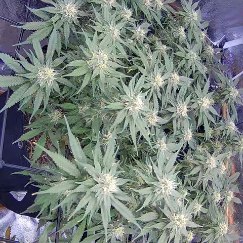 Bacio Gelato fast #3 5x5 SCROG growlog timeline photo