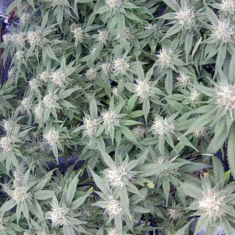Shark Sherbet fast #4 5x5 SCROG growlog timeline photo
