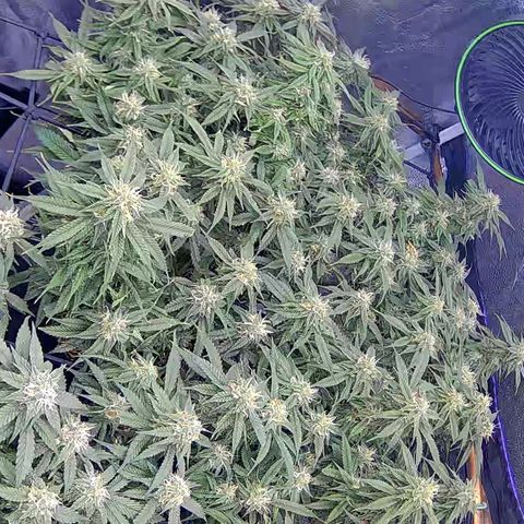 Bacio Gelato fast #2 5x5 SCROG growlog timeline photo