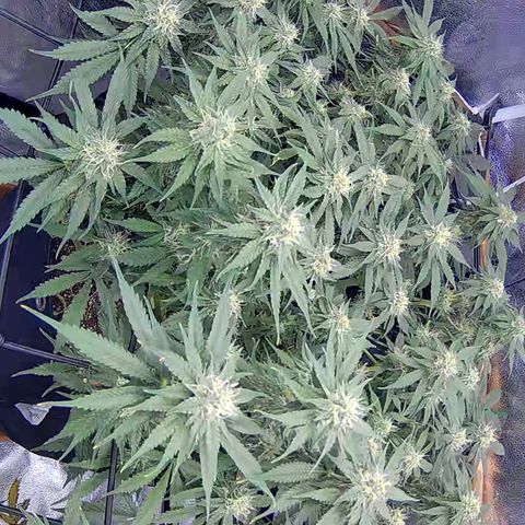 Bacio Gelato fast #3 5x5 SCROG growlog timeline photo