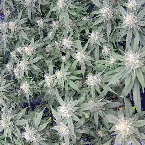 Shark Sherbet fast #4 5x5 SCROG growlog timeline photo