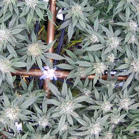 Shark Sherbet fast #5 5x5 SCROG growlog timeline photo