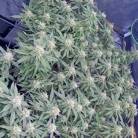 Bacio Gelato fast #2 5x5 SCROG growlog timeline photo