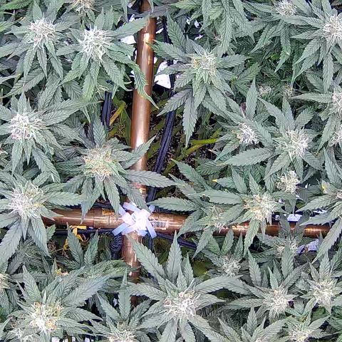 Shark Sherbet fast #5 5x5 SCROG growlog timeline photo