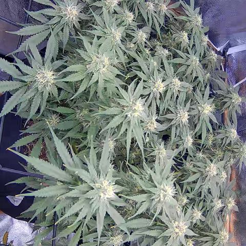 Bacio Gelato fast #3 5x5 SCROG growlog timeline photo