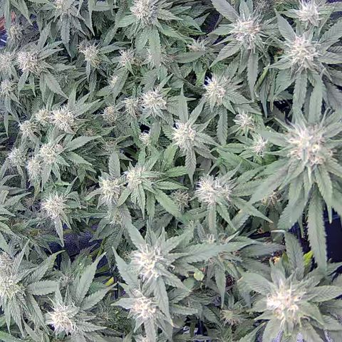 Shark Sherbet fast #4 5x5 SCROG growlog timeline photo