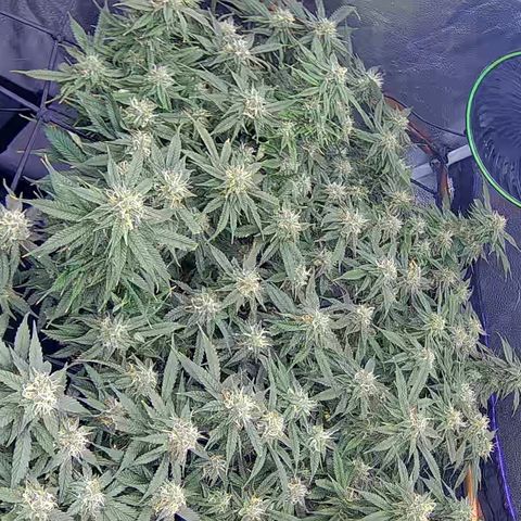 Bacio Gelato fast #2 5x5 SCROG growlog timeline photo