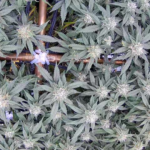 Shark Sherbet fast #5 5x5 SCROG growlog timeline photo