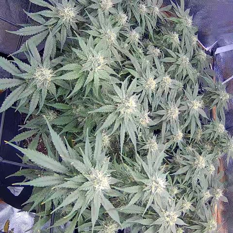 Bacio Gelato fast #3 5x5 SCROG growlog timeline photo