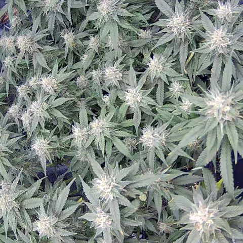 Shark Sherbet fast #4 5x5 SCROG growlog timeline photo