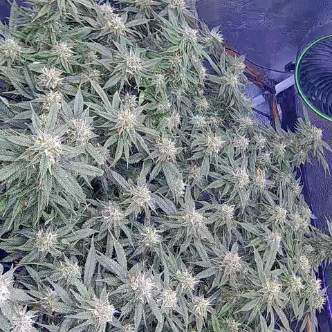 Bacio Gelato fast #2 5x5 SCROG growlog timeline photo