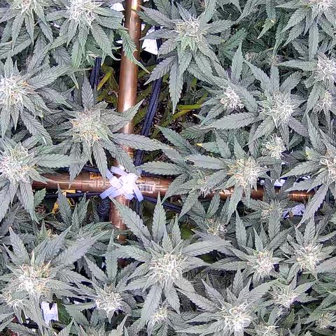 Shark Sherbet fast #5 5x5 SCROG growlog timeline photo