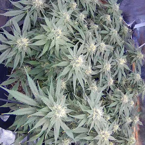 Bacio Gelato fast #3 5x5 SCROG growlog timeline photo