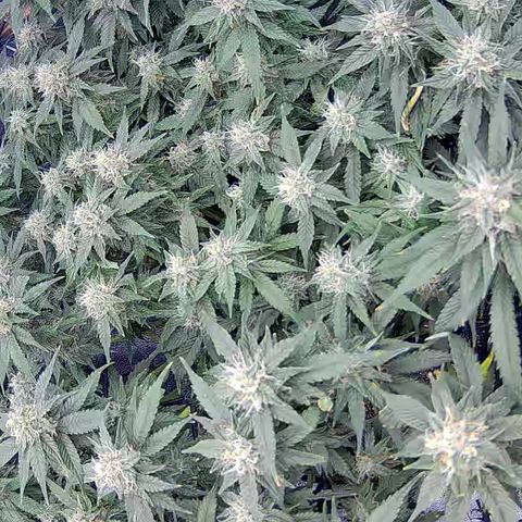 Shark Sherbet fast #4 5x5 SCROG growlog timeline photo
