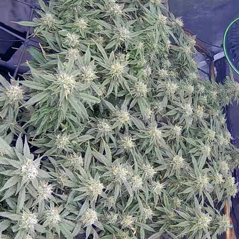 Bacio Gelato fast #2 5x5 SCROG growlog timeline photo