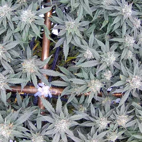 Shark Sherbet fast #5 5x5 SCROG growlog timeline photo