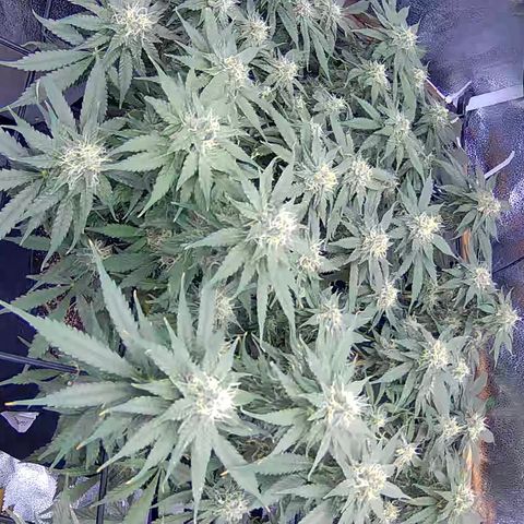 Bacio Gelato fast #3 5x5 SCROG growlog timeline photo