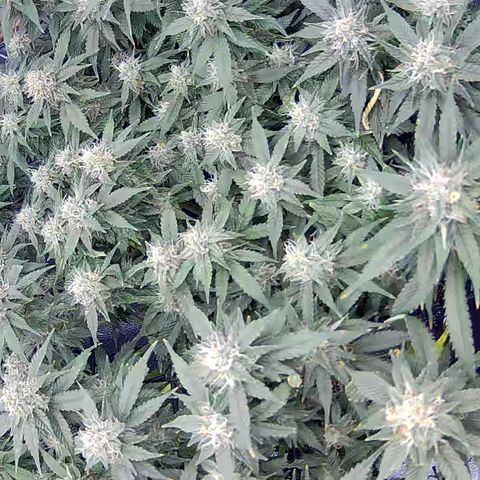 Shark Sherbet fast #4 5x5 SCROG growlog timeline photo