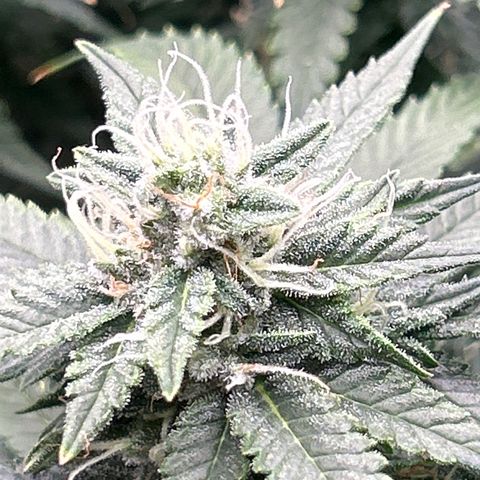 Shark Sherbet fast #4 5x5 SCROG growlog timeline photo