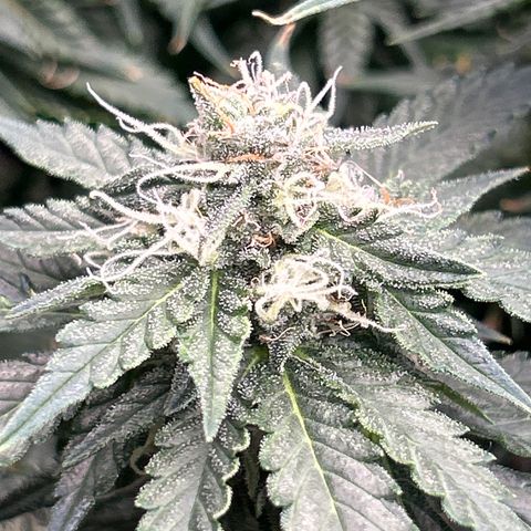 Bacio Gelato fast #3 5x5 SCROG growlog timeline photo