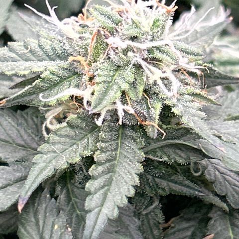 Shark Sherbet fast #5 5x5 SCROG growlog timeline photo